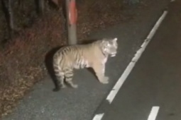 Phi thường - kỳ quặc - Video: Hổ dữ lang thang trong khu dân cư với hai bàn chân nhuốm máu