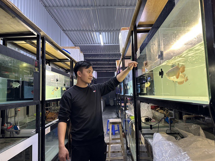 Anh Nam với cửa hàng kinh doanh cá rồng rộng hàng trăm m2.