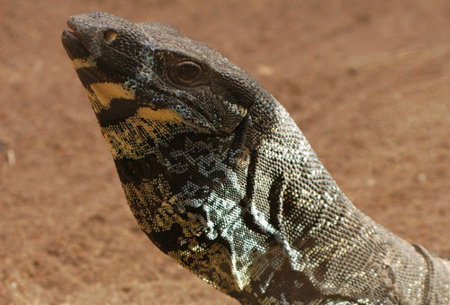 Thằn lằn Goanna. Ảnh: Ballarat Wildlife Park
