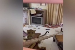 Phi thường - kỳ quặc - Video: Báo hoa mai cả gan đột nhập vào khách sạn, hung hăng tấn công người