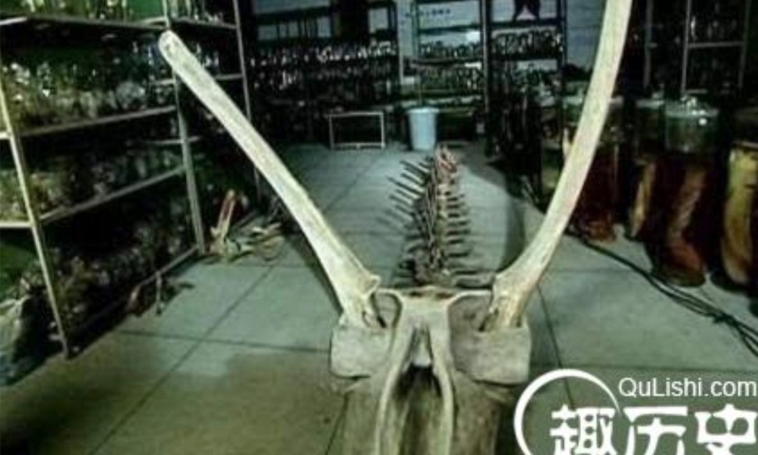 Bộ “xương rồng” được cho là xương cá voi tấm sừng hàm (ảnh: Qulishi)