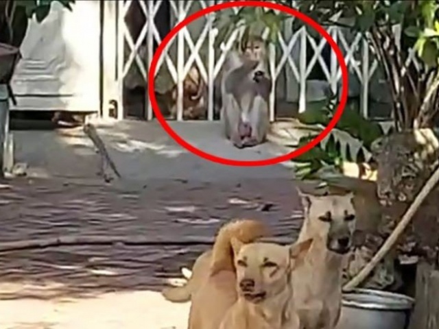 Tin tức trong ngày - Khỉ quậy cắn chết chó của người dân ở Nhà Bè bị bắt