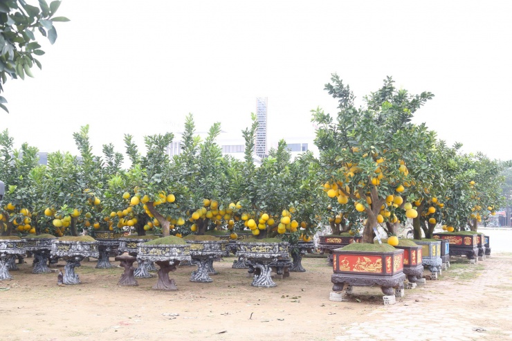 Chỉ còn chưa đầy 2 tuần nữa là đến Tết Nguyên đán Giáp Thìn 2024, thị trường hoa, cây cảnh ở Nghệ An đã nhộn nhịp phục vụ người dân chơi Tết. Trong đó, nổi bật là những cây bưởi cảnh, trĩu quả, vàng óng.