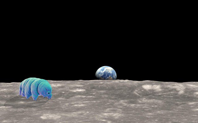 Một số "quái vật bất tử" tardigrade bị nghi ngờ là đã xâm lược Mặt Trăng - Ảnh minh họa từ Internet