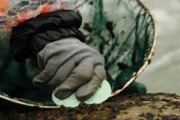 Thị trường - Tiêu dùng - "Lộc trời" mọc trên đá, mỗi năm có một mùa, dịp Tết Nguyên đán dân hái bán kiếm tiền triệu