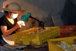 Kinh doanh - Nghề lạ ở Việt Nam, kiếm tiền triệu/ngày nhưng hiếm người theo được