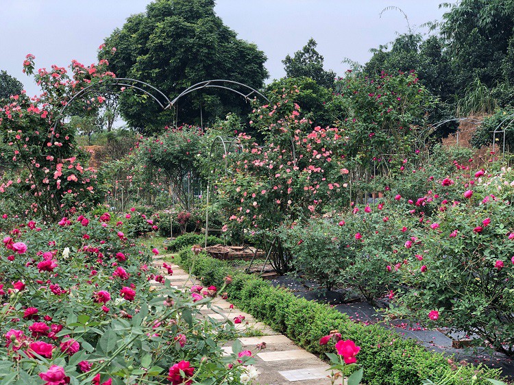 Từ mảnh đất cằn cỗi đang trồng các loại cây kém hiệu quả, anh Hùng cải tạo thành vườn hoa hồng thơm ngát.