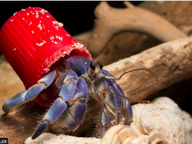 Thế giới - Ốc mượn hồn 'cõng' rác thải nhựa khiến các nhà khoa học đau đầu