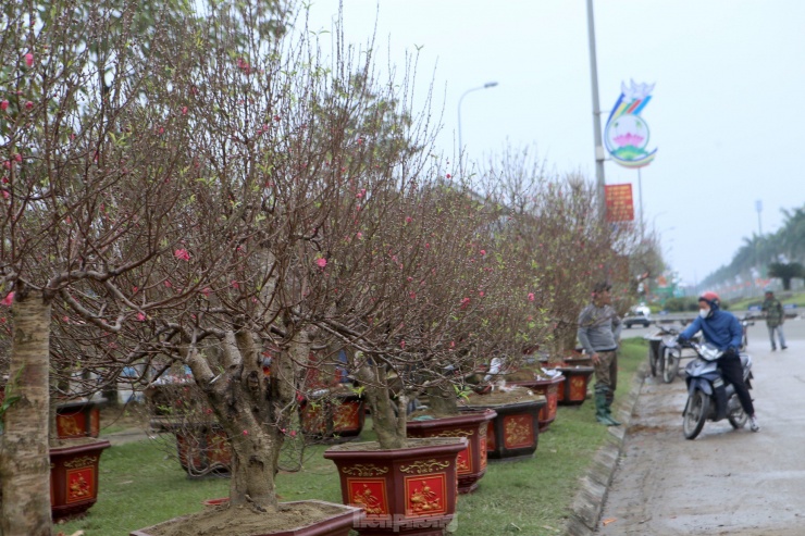 Còn gần 2 tuần nữa là đến Tết Giáp Thìn 2024, dọc tuyến đường Xô Viết Nghệ Tĩnh (thành phố Hà Tĩnh) đã ngập tràn sắc Xuân khi các loại hoa Tết được chủ vườn, tiểu thương mang ra đây bày bán.