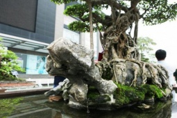 Thị trường - Tiêu dùng - Siêu cây của Việt Nam từng được lên báo Mỹ, định giá 120 tỷ "gây choáng"