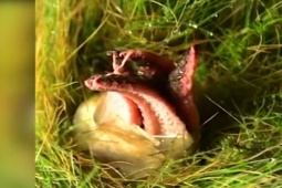 Phi thường - kỳ quặc - Bắt gặp "quả trứng lạ" nở trong rừng, người đàn ông xanh mặt bỏ chạy