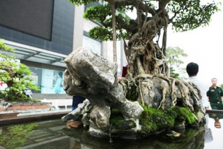 Siêu cây của Việt Nam từng được lên báo Mỹ, định giá 120 tỷ "gây choáng"