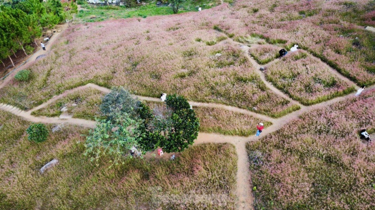 Cỏ hồng là loại cỏ đặc trưng của thành phố Đà Lạt, với những bông hoa li ti có màu hồng. Những thảm cỏ đồng loạt nở hoa tựa như bức tranh màu hồng làm say mê du khách khi có dịp ghé thăm.