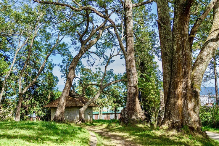 Khuôn viên đồi Dinh tỉnh trưởng có nhiều cây xanh cổ thụ