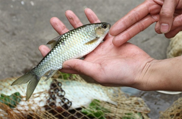 Những ngày giáp Tết, nhiều người đặt mua loại cá đặc sản của vùng đất Lục Yên, tỉnh Yên Bái, đó là con cá bỗng
