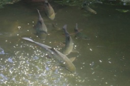 Thị trường - Tiêu dùng - Loại cá đặc sản vùng cao từng được tiến vua, nhiều người "săn lùng" dịp Tết