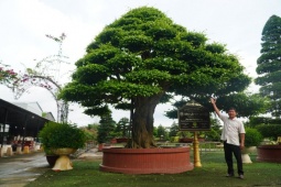 Thị trường - Tiêu dùng - Chiêm ngưỡng cây sanh bonsai “khủng”, chủ nhân định giá 12 tỷ đồng