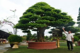Chiêm ngưỡng cây sanh bonsai “khủng”, chủ nhân định giá 12 tỷ đồng