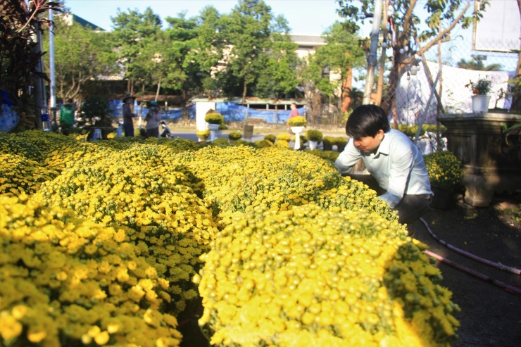 Một vườn hoa trên đường Lê Thanh Nghị (quận Cẩm Lệ, TP. Đà Nẵng) với hàng loạt chậu cúc mâm xôi đã nở vàng. (Ảnh: Thanh Trần).