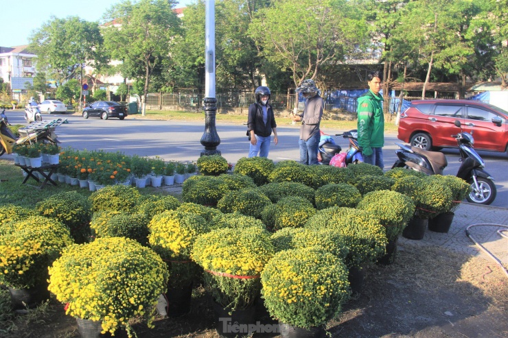 Người mua chỉ chọn những chậu còn nhiều búp. Chị Mai Thị Ngọc (quận Cẩm Lệ) cho hay, Nếu hoa chưa kịp nở cũng được, còn hơn hoa nở sớm, những ngày đầu năm chưng hoa tàn trong nhà về cả thẩm mỹ đến tinh thần tôi đều không thích, chị nói.