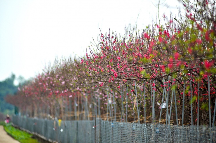 Những ngày cận tết, nhiều cành hoa đào tại nhiều vườn đào Nhật Tân đã bung hoa, khoe dáng chờ khách đến mua.