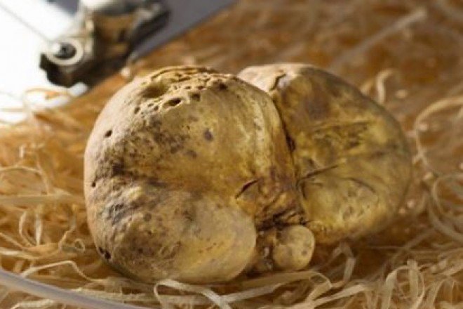 Nấm truffle trắng