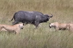 Media - Bị đàn sư tử đánh trúng yếu điểm, trâu rừng "thiện chiến" vẫn thoát chết ngoạn mục