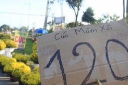 Cúc nở quá sớm, chủ vườn khóc ròng bán tháo trước Tết