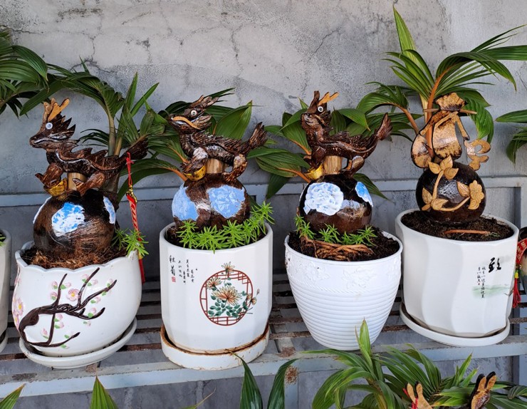 Những chậu dừa bonsai đắt khách, chủ nhân vừa ra mắt bán cả trăm chậu