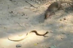Media - Né đòn như chớp, cầy mangut tung cú cắn "knock out" rắn hổ mang