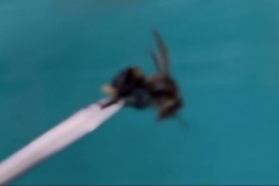 Phi thường - kỳ quặc - Đi khám tai, hoảng hồn phát hiện "dị vật" đáng sợ lúc nhúc bên trong