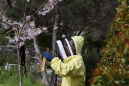 Thứ được ví là "thần dược", giá hàng chục triệu mỗi kg