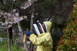 Thị trường - Tiêu dùng - Thứ được ví là "thần dược", giá hàng chục triệu mỗi kg