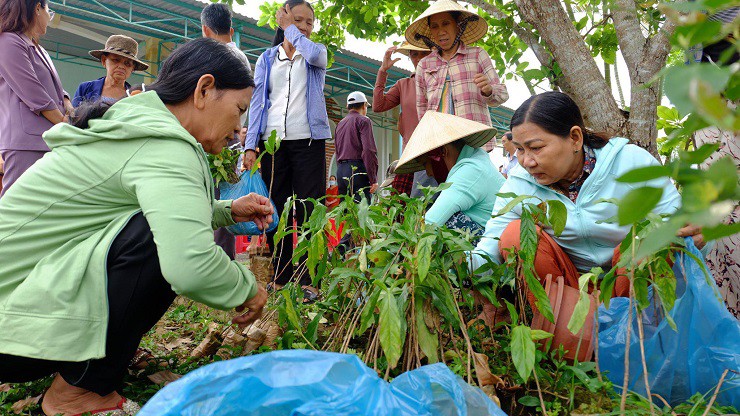 Chị Nhung đã đầu tư mua cây giống, phân bón đưa đến cho nông dân trồng, chăm sóc và bao tiêu sản phẩm