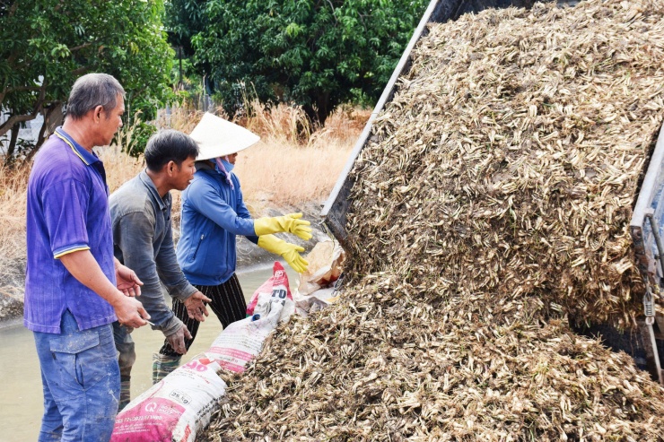 Những ngày cận tết, người nông dân trồng kiệu tại huyện Cam Lâm tất bật vào vụ thu hoạch củ kiệu lớn nhất năm. Hàng tấn kiệu sau khi nhổ được mang đến các đoạn suối, mương nước gần đó rửa để kịp bán cho thương lái trong ngày.