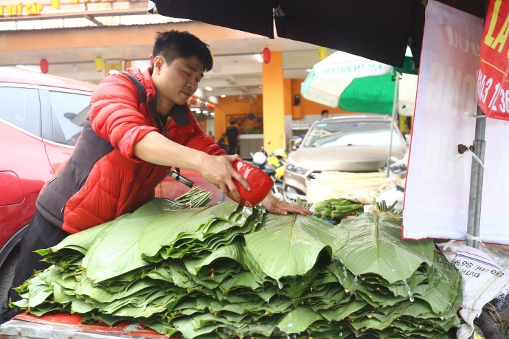 Thương lái thường xuyên phải tưới nước để lá không bị khô.