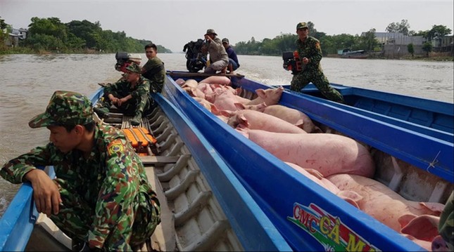Lợn lậu đang được tuồn mạnh từ Campuchia vào Việt Nam, nguy cơ mang theo mầm bệnh