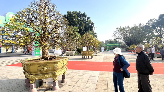 Một "cụ" mai vàng tham gia triển lãm.