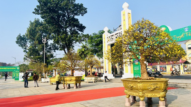 Những "cụ" mai vàng tại ngày hội