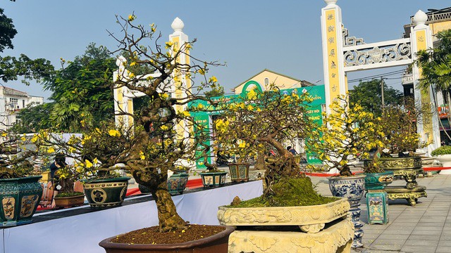 Những cây mai vàng đạng bon sai.