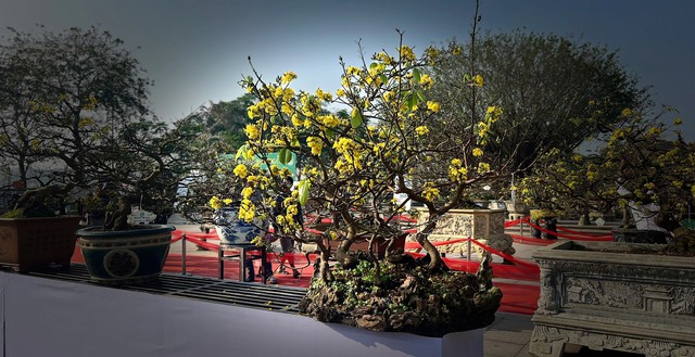 Mai vàng dạng bon sai.