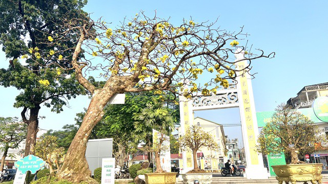 Một cây mai vàng có tuổi đời không nhỏ.