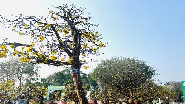 Mai vàng khoe sắc.