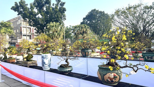 Những chậu mai vàng bon sai.