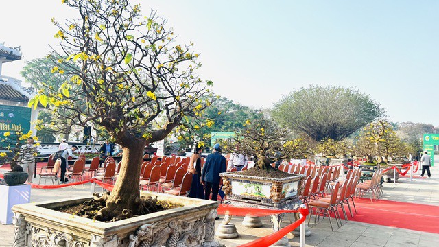 Mai vàng đã ra 40-50% hoa.