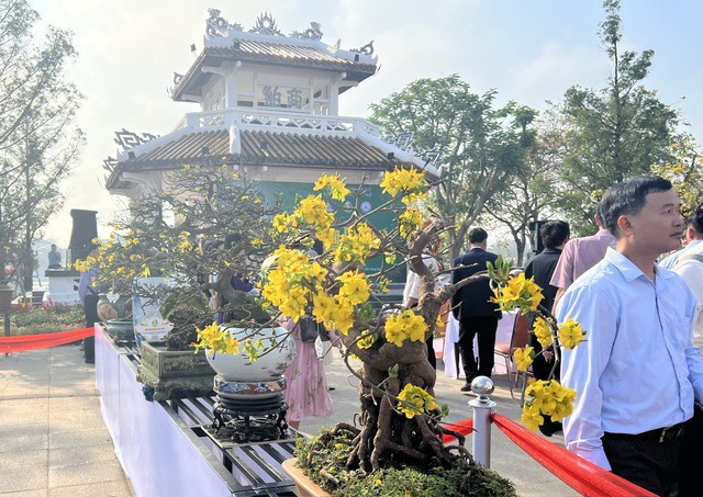 Một chậu bon sai.