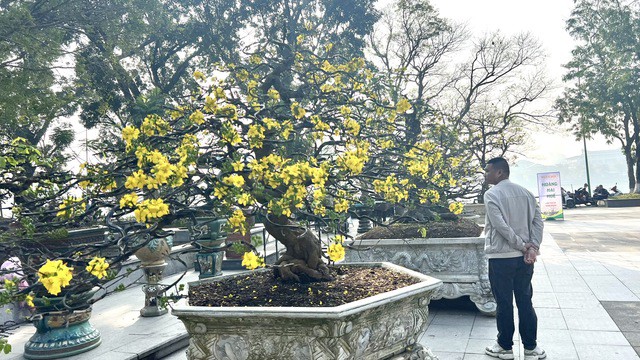 Một gốc mai vàng.