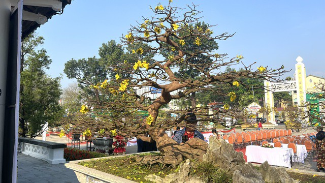 Cây mai vàng được chăm sóc, uốn nắn kỳ công.