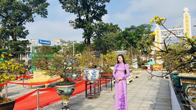 Một người đẹp chụp ảnh bên hàng mai vàng tại ngày hội.