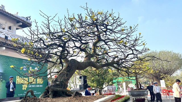 Cây mai vàng này có giá khoảng 3 tỉ đồng.